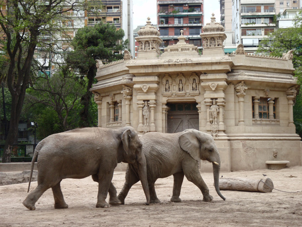 zoo_elephants